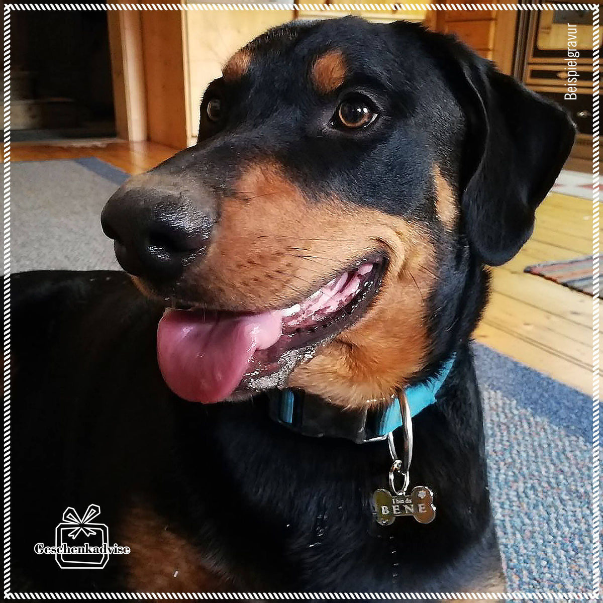 Hundemarke mit Gravur Farbe Gold
